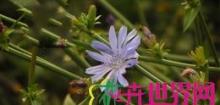 菊苣