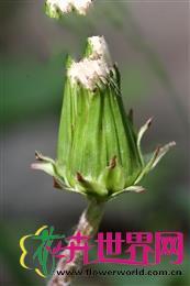 白缘蒲公英