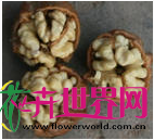 核桃