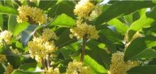 	﻿山桂花 