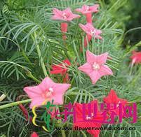 茑萝