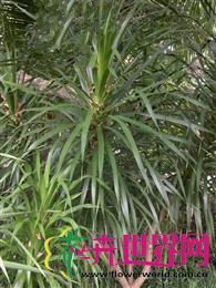 长花龙血树 