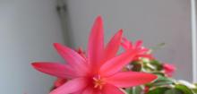 假昙花