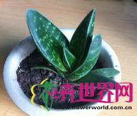 照姬