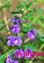 黄芩