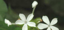 白花丹