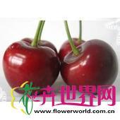美国樱桃