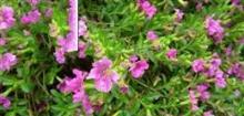 雪茄花 