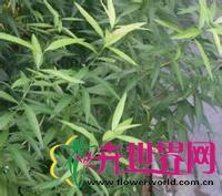 水甘草