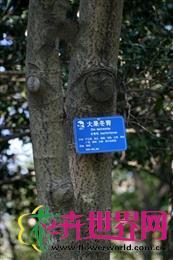 大果冬青 