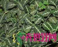 紫心草