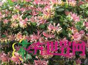 金红久忍冬