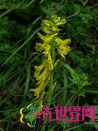  黄堇 