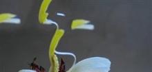  蘘荷 
