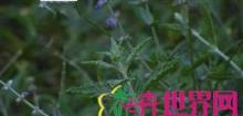  分药花 