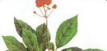 白芥子
