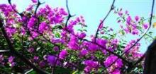  光叶子花 