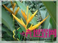 火炬蕉