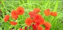 绒缨菊