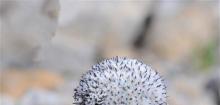 水母雪兔子