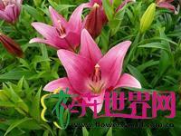 百合
