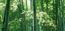 河竹