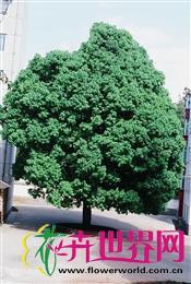 厚叶槭 