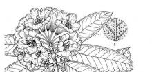 紫玉盘杜鹃