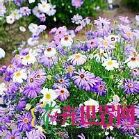 五色菊