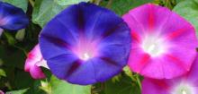 牵牛花