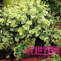 花叶薜荔