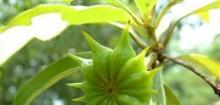 红毒茴