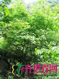 长序榆 