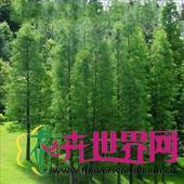 墨西哥落羽杉