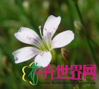 膜萼花