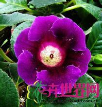 红岩桐