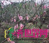 桃树
