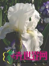 不朽白鸢尾