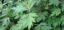 艾草
