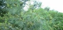 银荆