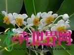  红厚壳 