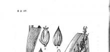 棕叶狗尾草