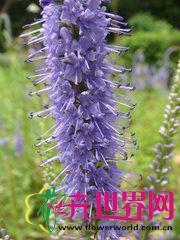 穗花婆婆纳