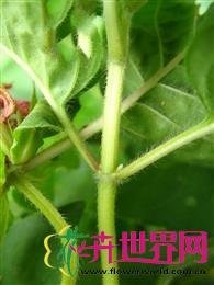 拟美国薄荷 