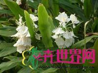 姜花