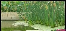 水葱