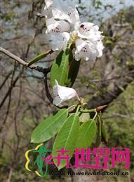 太白杜鹃