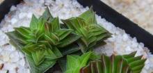 茜之塔
