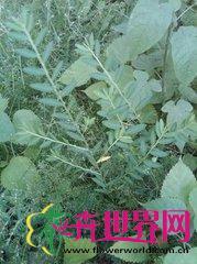 蜜甘草