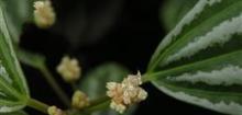  花叶冷水花 